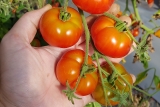 Tomate Marglobe - Pflanze (BIO)