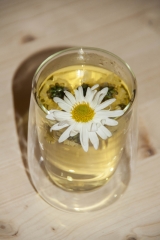 Chrysanthemum morifolium - Chinesische Tee-Chrysantheme (BIO)