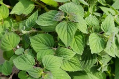 Salvia elegans Orange - Orangensalbei (BIO)