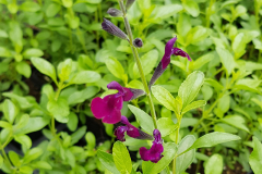 Salvia jamensis Nachtvlinder - Johannisbeer-Salbei (BIO)