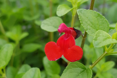 Salvia microphylla - Johannisbeer-Salbei (BIO)