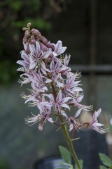 Dictamnus albus - Diptam (BIO)