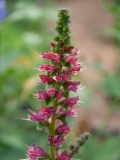 Echium russicum - Russischer Natternkopf (BIO)