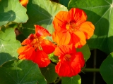 Tropaeolum majus - Kletternde Kapuzinerkresse (BIO)