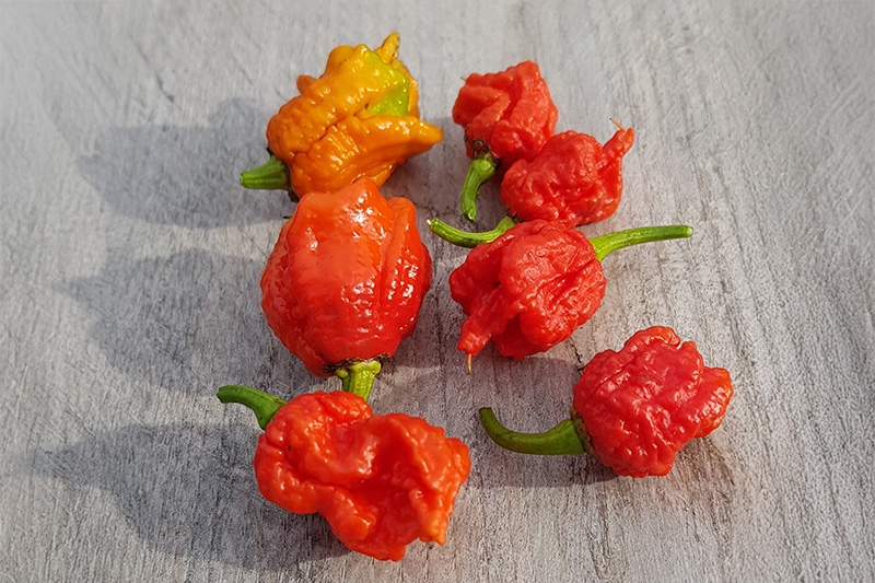 Chili 'Carolina Reaper' Pflanze (BIO), Schärfegrad 10