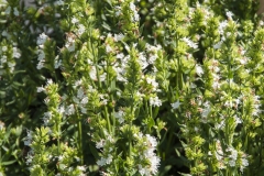 Hyssopus officinalis Albus - Weier Ysop (BIO)