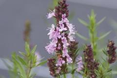 Hyssopus officinalis Roseus - Rosa Ysop