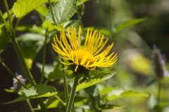 Inula helenium - Echter Alant (BIO)