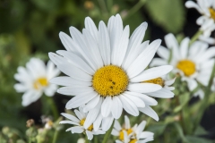 Leucanthemum x maximum Stern von Antwerpen - Weie Sommermargerite (BIO)