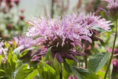 Monarda Fistulosa-Hybride Beauty of Cobham - Indianernessel (BIO)
