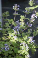 Nepeta racemosa Odeur Citron - Zitronige Katzenminze (BIO)