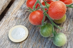 Tomate Angora Supersweet - Pflanze (BIO)