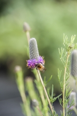 Petalostemum purpureum - Prrie-Klee