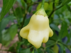 Chili Aji White Fantasy - Pflanze (BIO), Schrfegrad 4