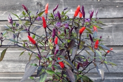 Chili Mini Lilli - Pflanze (BIO), Schärfegrad 5