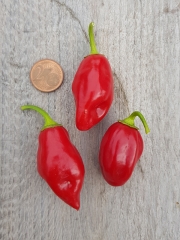 Chili Scarlet Lantern Peru - Pflanze (BIO), Schrfegrad 9