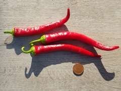 Chili Sweet Cayenne - Pflanze (BIO), Schärfegrad 0-1