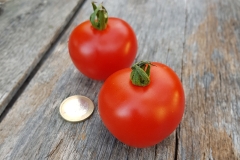 Tomate Harzfeuer - Pflanze (BIO)