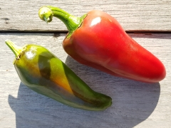 Chili Gorria / Piment dEspelette - Pflanze (BIO), Schrfegrad 3