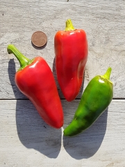 Chili Gorria / Piment dEspelette - Pflanze (BIO), Schrfegrad 3