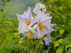 Litschi-Tomate - Pflanze (BIO)