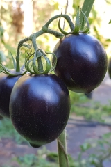 Tomate Fahrenheit Blues - Saatgut (BIO)