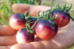 Tomate Painted Pink - Saatgut (BIO)