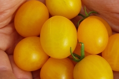 Tomate Sunviva - Saatgut (BIO)