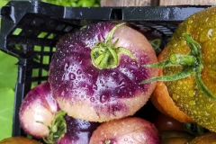 Tomate Amethyst Jewel - Saatgut