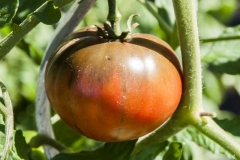 Tomate Cherokee Purple - Saatgut (BIO)