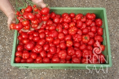 Tomate Marglobe - Saatgut (BIO)