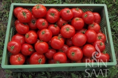 Tomate St. Pierre - Saatgut (BIO)