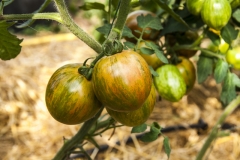 Tomate Black Zebra - Saatgut (BIO)