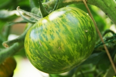 Tomate Green Zebra - Saatgut (BIO)
