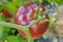 Tomate Knigin der Nacht - Saatgut (BIO)