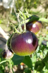 Tomate Knigin der Nacht - Saatgut (BIO)