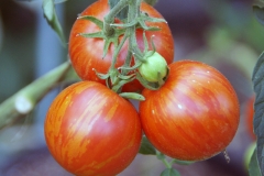 Tomate Tigerella - Saatgut (BIO)