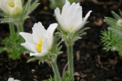 Pulsatilla vulgaris Alba - Kchenschelle (BIO)