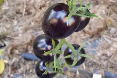 Tomate Purple Dragon - Saatgut (BIO)