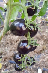 Tomate Purple Dragon - Saatgut (BIO)