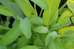Salvia lavandulifolia - Spanischer Salbei