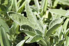 Salvia officinalis Extrakta - Exrakt-Salbei
