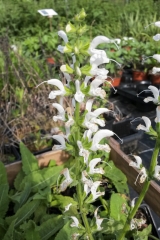 Salvia pratensis Swan Lake - Wiesen-Salbei (BIO)