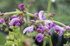 Salvia pratensis Sweet Esmeralda - Wiesen-Salbei (BIO)