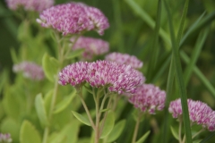 Sedum spectabile Brilliant - Prchtige Fetthenne