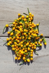 Chili Aji Charapita - Saatgut (BIO), Schrfegrad 9