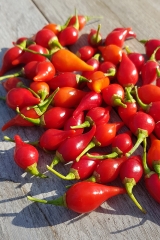 Chili Biquinho Vermelho - Saatgut (BIO), Schrfegrad 0