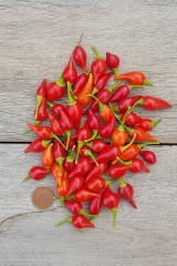 Chili Biquinho Vermelho - Saatgut (BIO), Schrfegrad 0