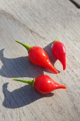 Chili Biquinho Vermelho - Saatgut (BIO), Schrfegrad 0