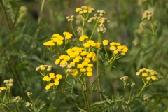 Tanacetum vulgare - Rainfarn (BIO)